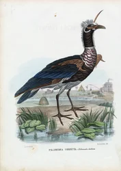 Hoornschreeuwer, 1863-79