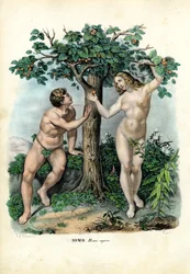 Menselijke rassen, 1863-79