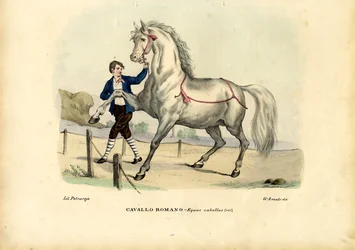 Italiaans paard