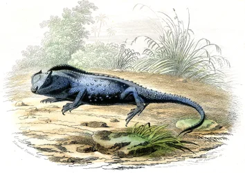 De gevorkte kop (Lyriocephalus margaritaceus) - Plaat uit Histoire Naturelle door Bernard Germain de Lacepede (1856-1925), editie P.Furme, Parijs