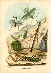 Bladinsect, 1863-79