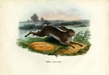 Berg Haas, 1863-79