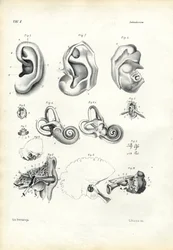 Orgaan van het gehoor, 1863-79