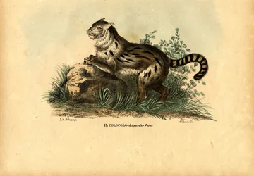 Pampaskat, 1863-79