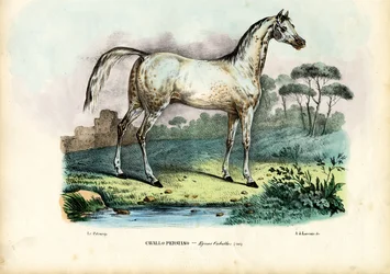 Perzisch paard, 1863-79