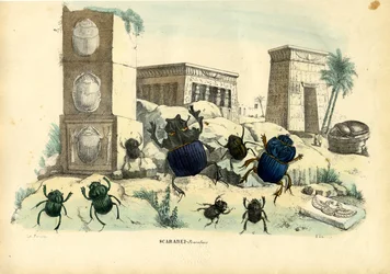 Scarabee kevers, 1863-79