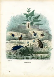 Tijger en loopkevers, 1863-79
