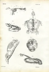 Schildpad, 1863-79
