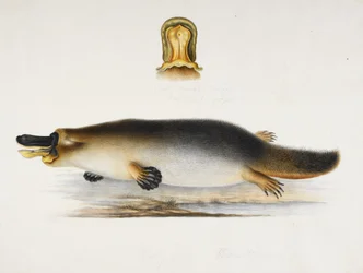 Een vogelbekdier bij een vijver, met een detail van zijn snavel, ca.1820