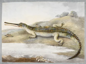 Een gherial of Gangeskrokodil tegenover een sprinkhaan, ca. 1820