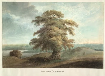 Imlee of Tamarindeboom in Allahabad