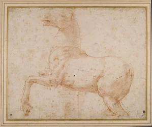 Studie van een paard
