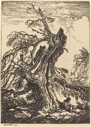 Studie van een Boom