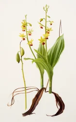 Calanthe tricarinata (olieverf op papier)