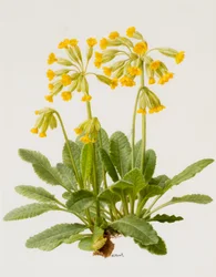Koeienlippen (olieverf op board)