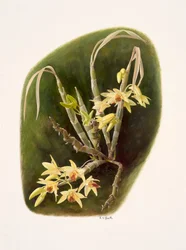 Dendrolium aureum (olieverf op papier)