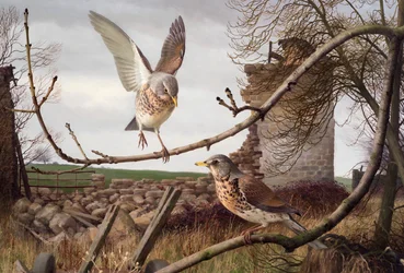 Veldfares bij Eccup, West Yorkshire