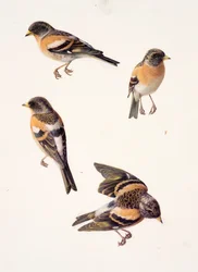 Vier studies van een brambling (olieverf op papier)