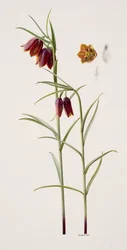Fritillaria gracilis (olieverf op papier)