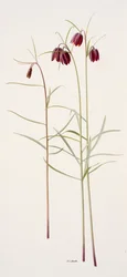 Fritillaria montana (olieverf op papier)