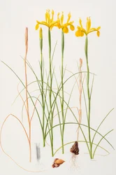 Iris spuria, 2002 (olieverf op papier)