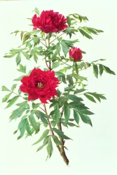 Japanse Paeonieboom