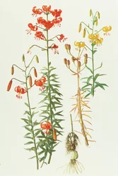 Lelie amabile