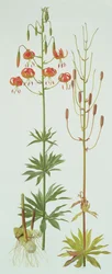 Lelie Pardalinum