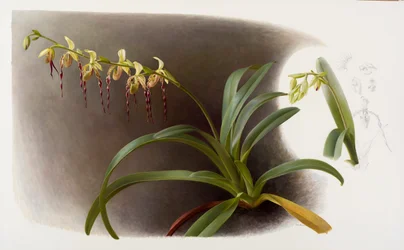 Orchideeën