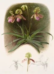 Paphiopedilium henryi (olieverf op papier)