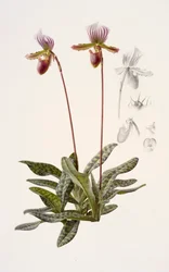 Paphiopedilum barbatum (olieverf op papier)
