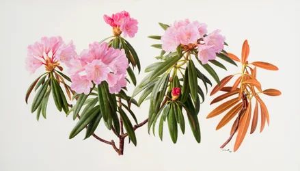 Rododendrons