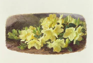 Rhododendron Keiski (olieverf op papier)