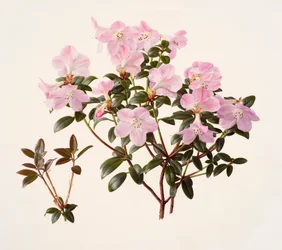 Rhododendron moupinense rozebloemig (olieverf op papier)