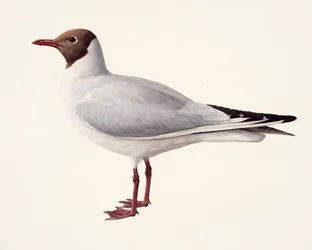 Studie van een kokmeeuw (olieverf op papier)