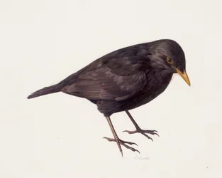 Studie van een merel (olieverf op papier)