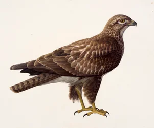 Studie van een buizerd (olieverf op papier)
