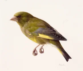 Studie van een groenling (olieverf op papier)