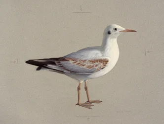 Studie van een juveniele kokmeeuw in winterkleed (olieverf op papier)