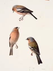 Drie studies van een vink (olieverf op papier)