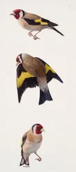 Drie studies van een distelvink (olieverf op papier)