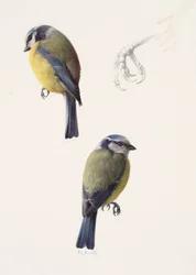 Twee studies van een pimpelmees (olieverf op papier)
