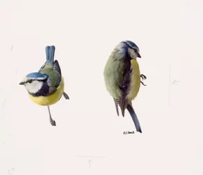 Twee studies van een pimpelmees (olieverf op papier)