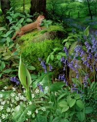 Wezel met lentebloemen