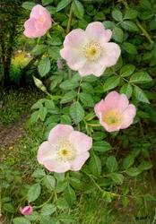 Wilde rozen (olieverf op board)