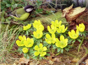 Winterakonieten, 2000 (olieverf op board)