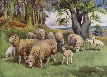 Illustratie voor Mijn Boerderij (kleur litho)