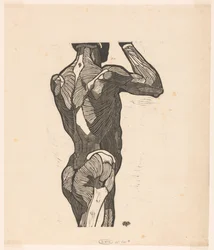 Anatomische studie van de rug- en bilspieren van een man