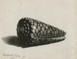 De schelp (Conus marmoreus), 1650