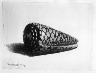 De schelp (Conus marmoreus) 1650